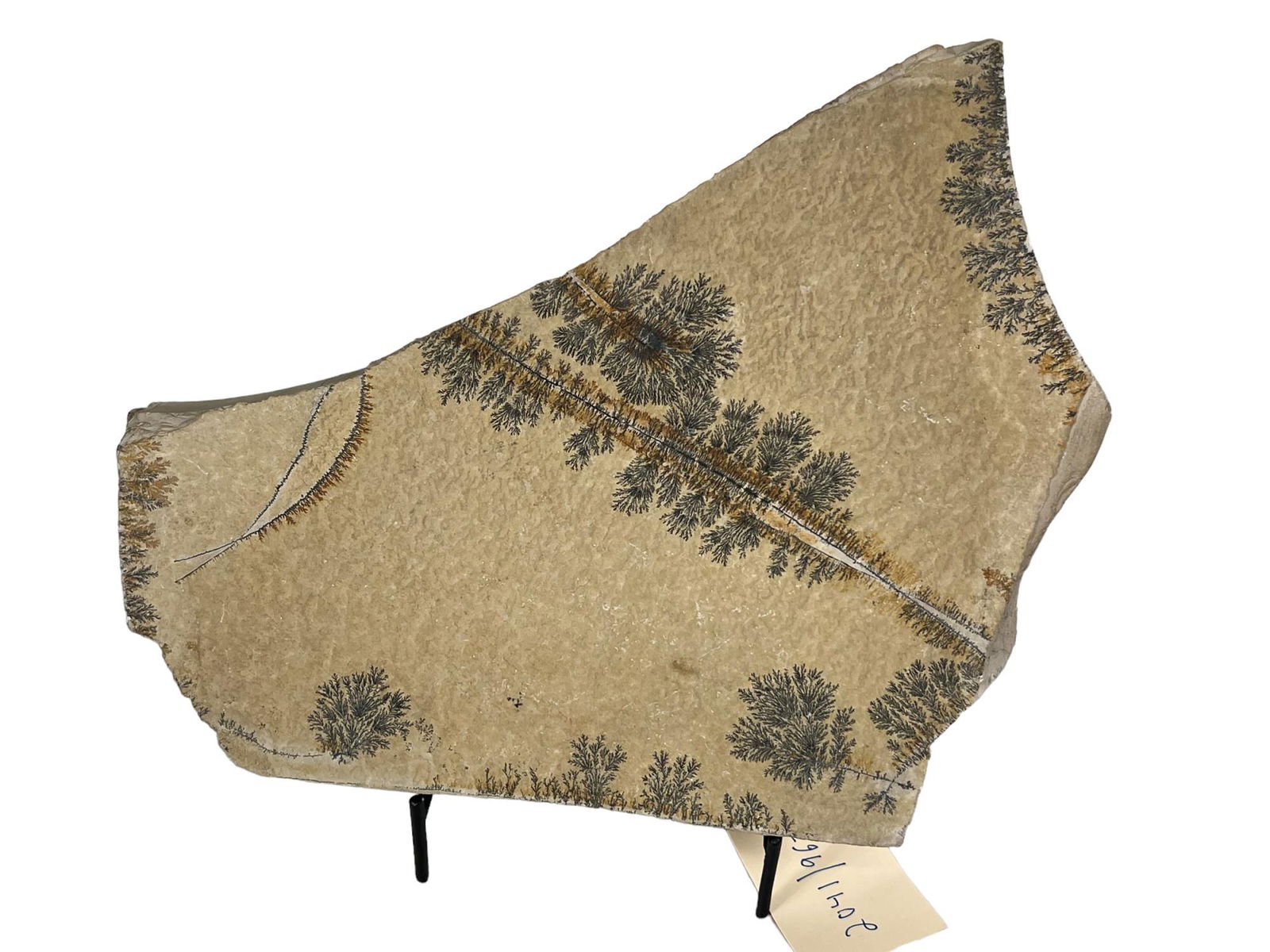 LARGE DENDRITE FOSSIL: LARGE DENDRITE FOSSIL 6.2LB (F312A). Height: 8.5 in. by Width: 12 in. by Depth: 1