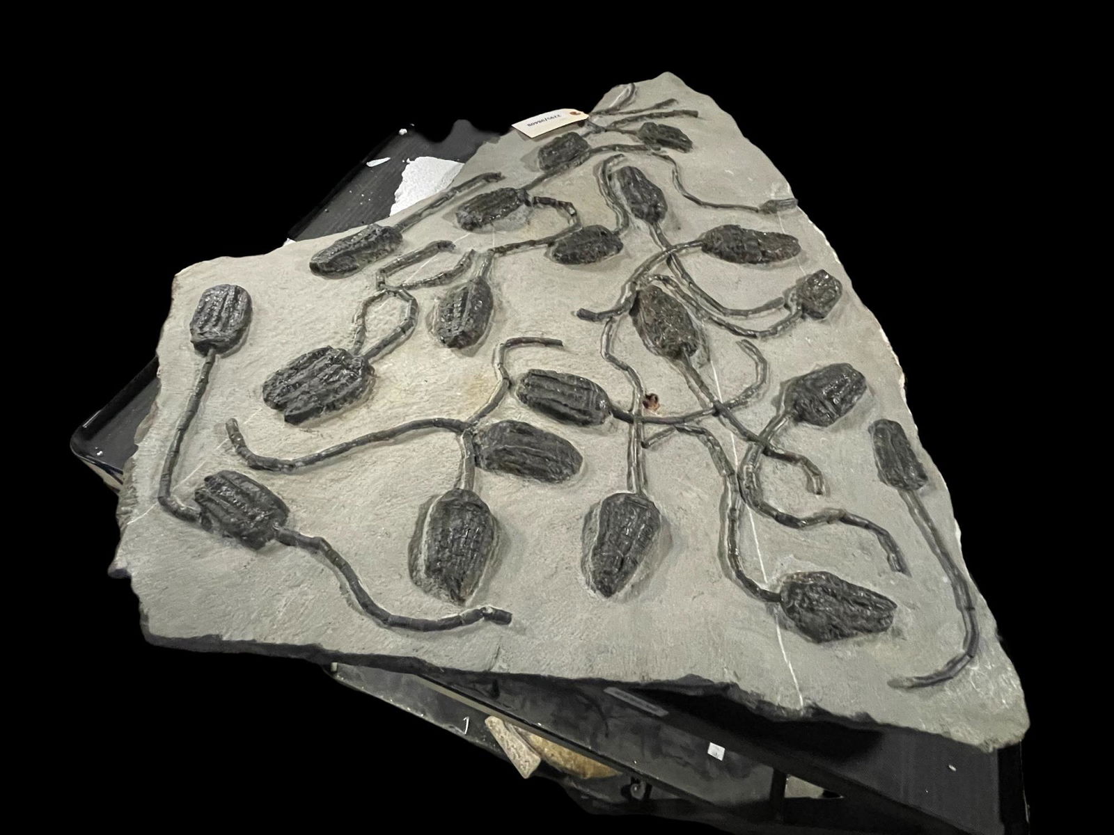 MASSIVE CRINOID FOSSIL PLATE (1 of 3)