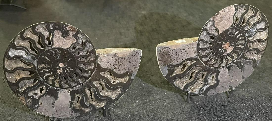 POLISHED SPLIT AMMONITE FOSSIL PAIR (1 of 4)