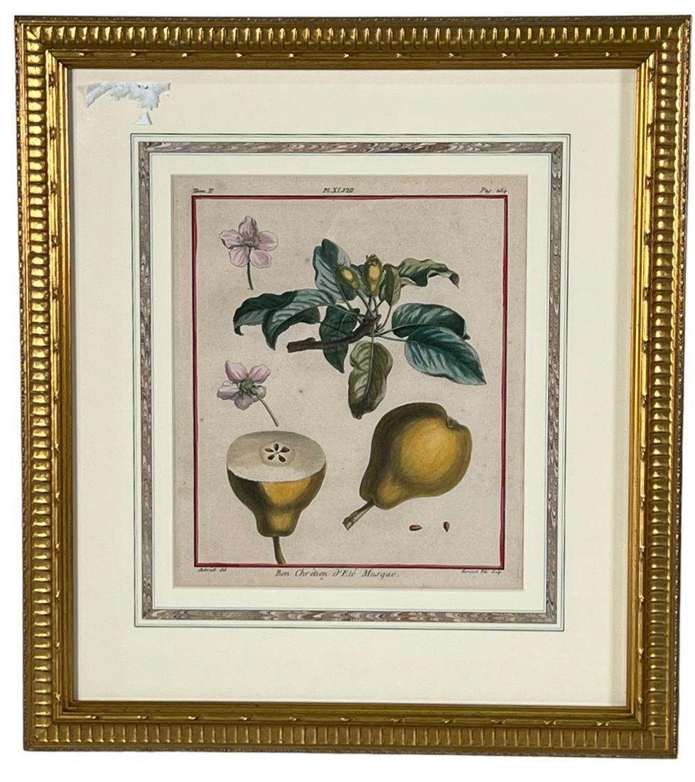 TWO GILT FRAMED & MATTED BOTANICAL PRINTS (1 of 2)