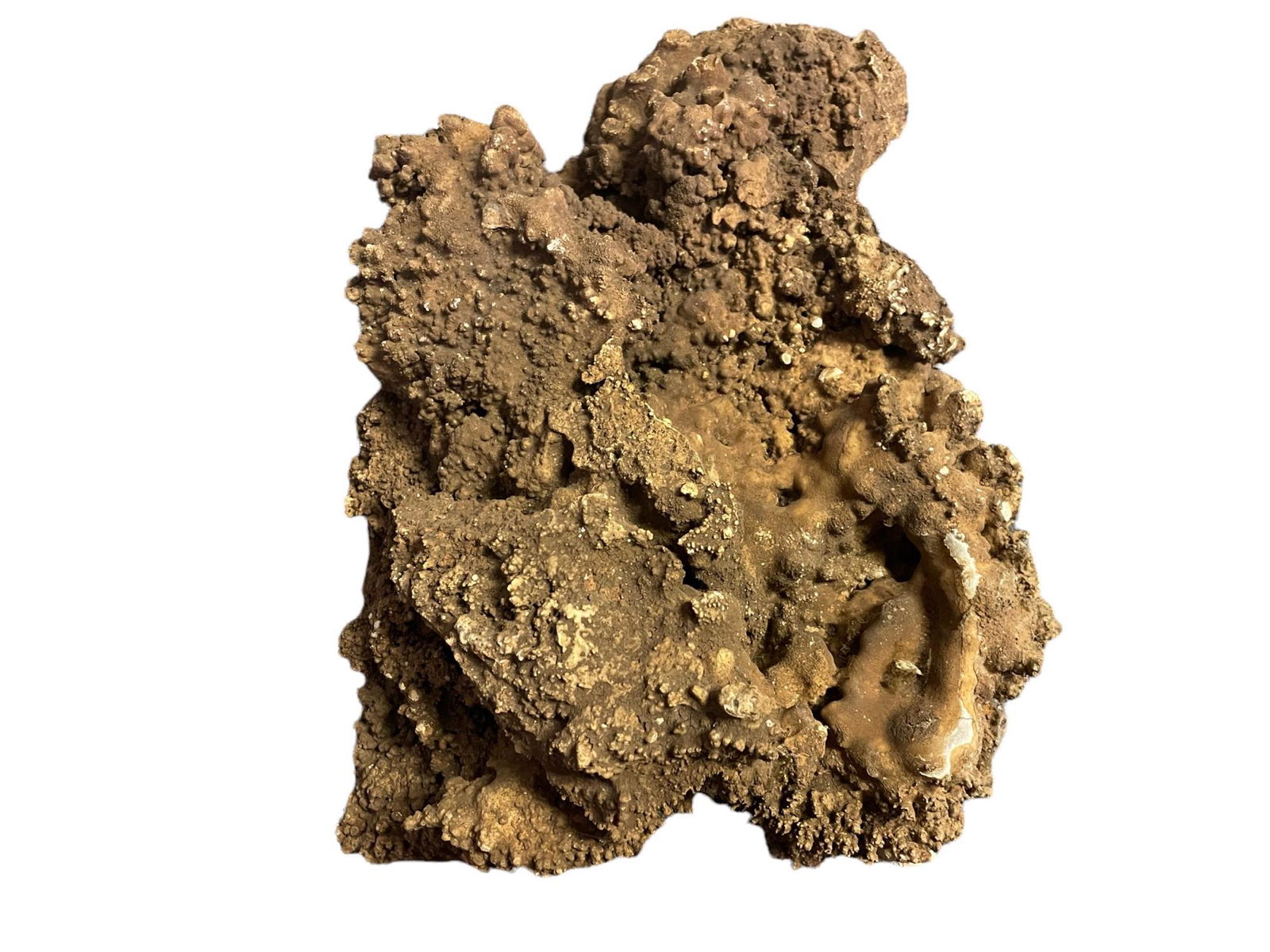 CORAL SPECIMEN (1 of 2)