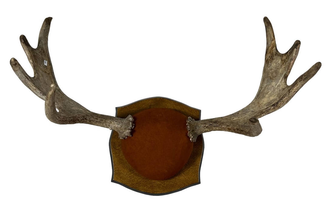MOOSE ANTLER TAXIDERMY MOUNT: MOOSE ANTLER TAXIDERMY MOUNT. Height: 20 in. by Width: 32 in. by Depth: 15 in.