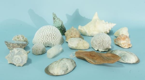 MIXED LOT OF SEVENTEEN SPECIMENS: MIXED LOT OF SEVENTEEN SPECIMENS. QUARTZ, BRAIN CORALS, SEASHELLS, PETRIFIED WOODS. Height: 4 and 5 1/2 in. by Width: 6 and 8 in. by Depth: 5 and 7 in.