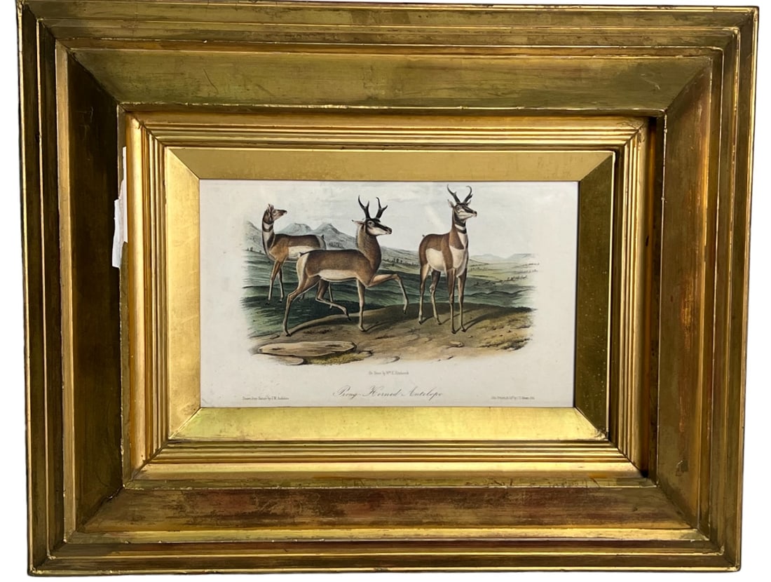 19th CENTURY J. W. AUDUBON "PRONG-HORNED ANTELOPE" (1 of 7)