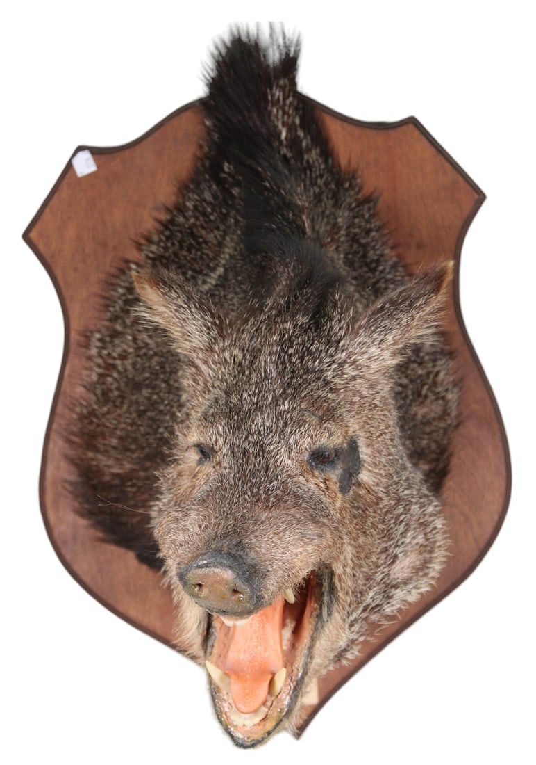 SHOULDER MOUNT JAVELINA TAXIDERMY: SHOULDER MOUNT JAVELINA TAXIDERMY Height: 23 in. by Width: 19 in. by Depth: 16