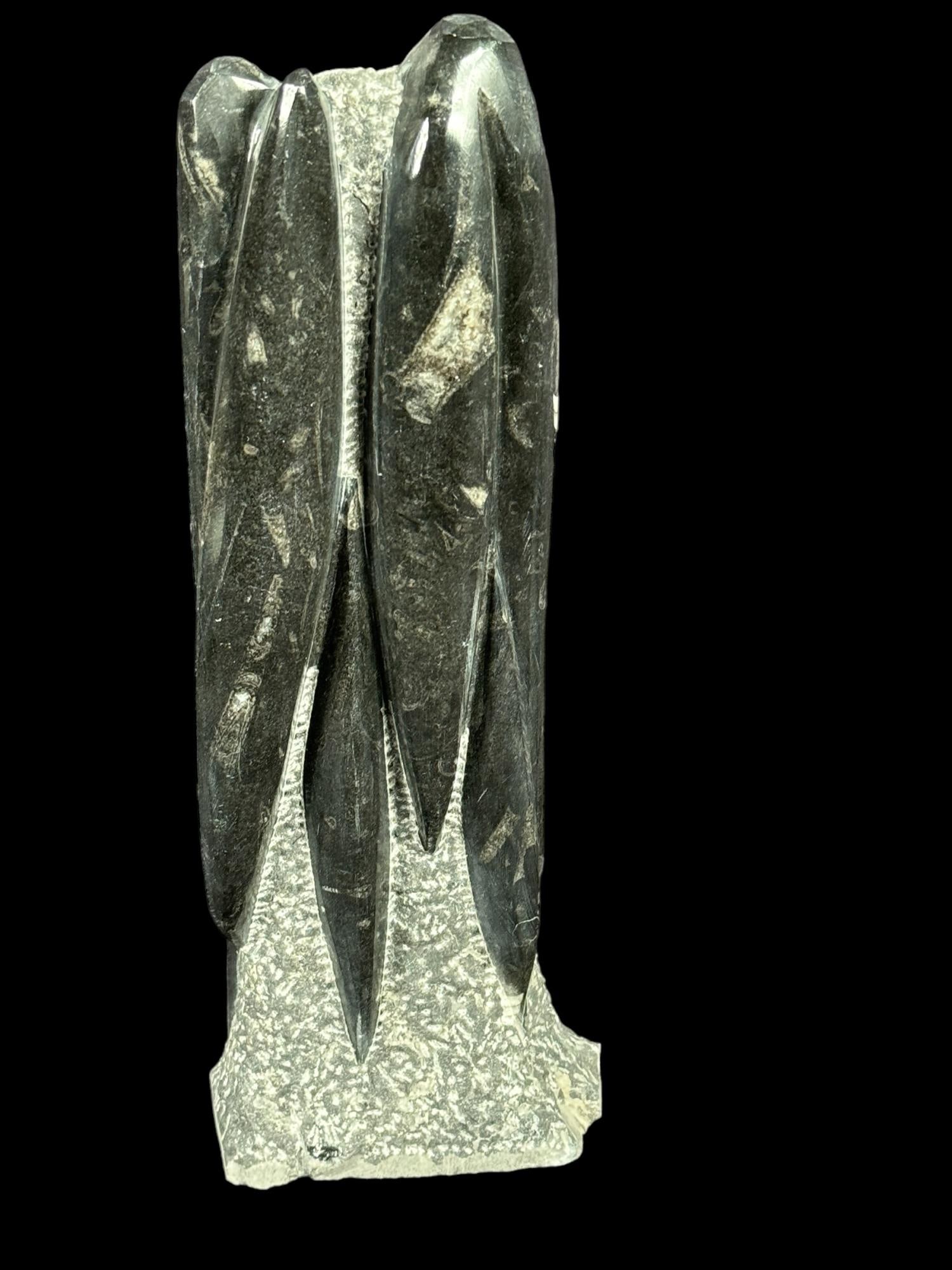 ORTHOCERAS TOWER FOSSIL: ORTHOCERAS TOWER FOSSIL Height: 13 in. by Width: 4