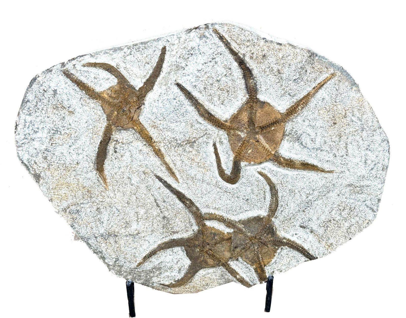 STARFISH FOSSIL: STARFISH FOSSIL Height: 8.5 in. by Width: 7