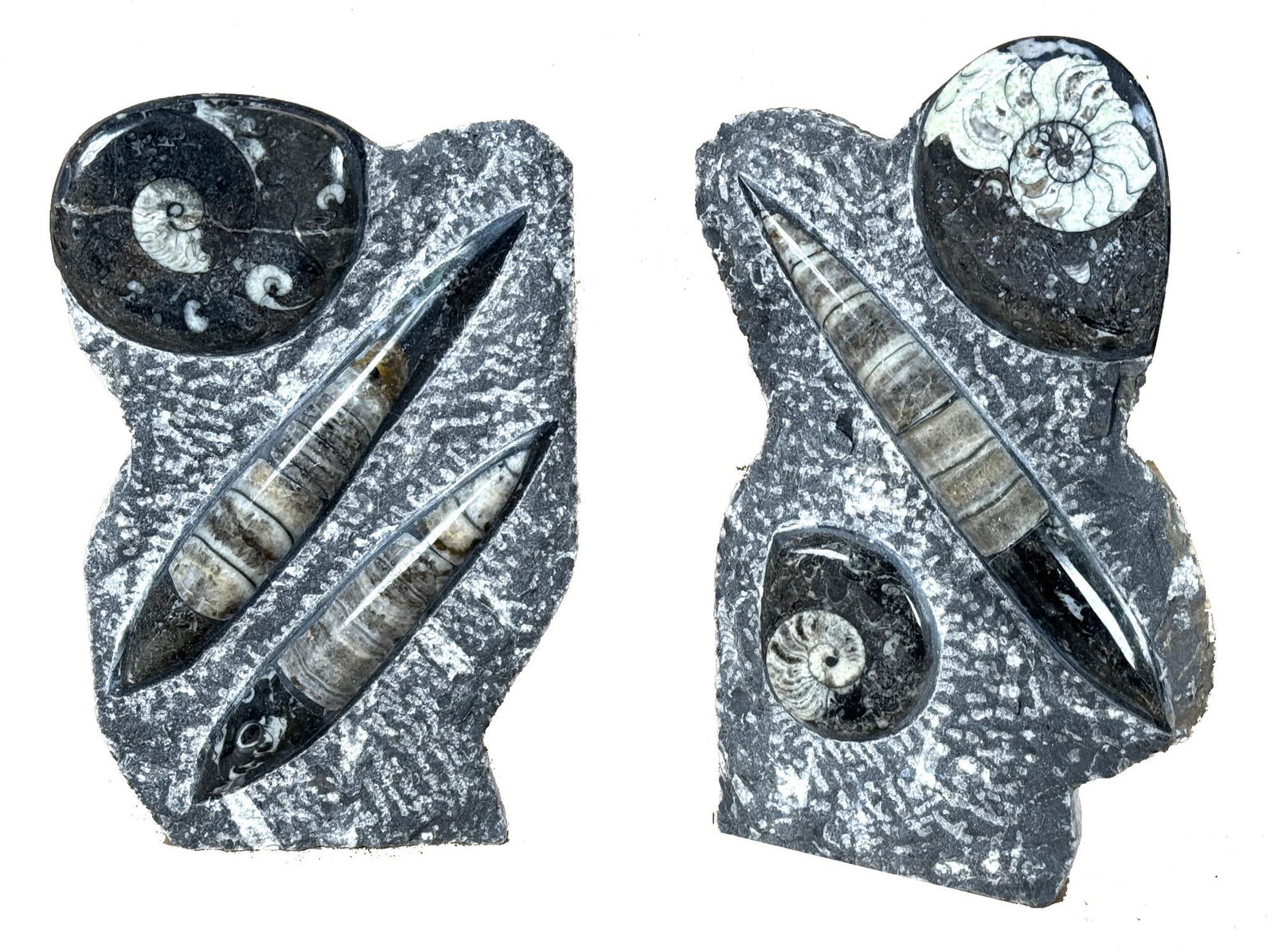 TWO ORTHOCERAS FOSSILS (1 of 4)