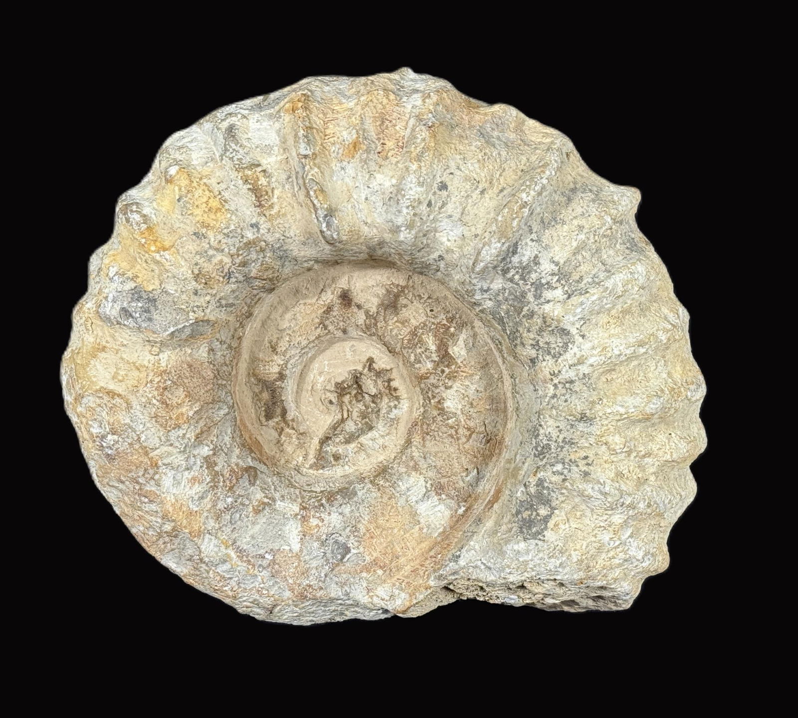 LARGE UNPOLISHED AMMONITE FOSSIL: LARGE UNPOLISHED AMMONITE FOSSIL Height: 9 in. by Width: 10