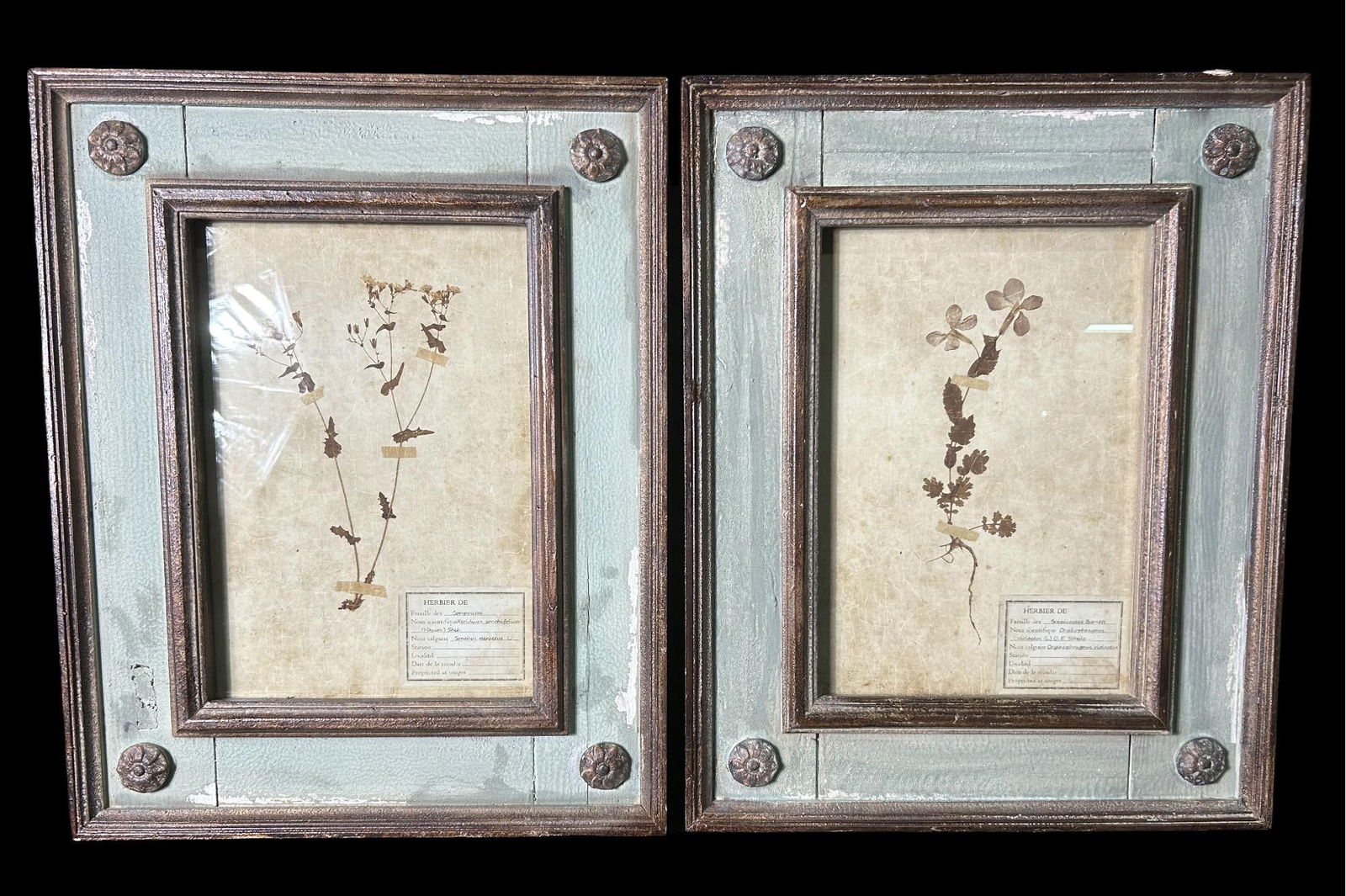 TWO FRAMED BOTANICALS IN AGED FRAMES (1 of 2)