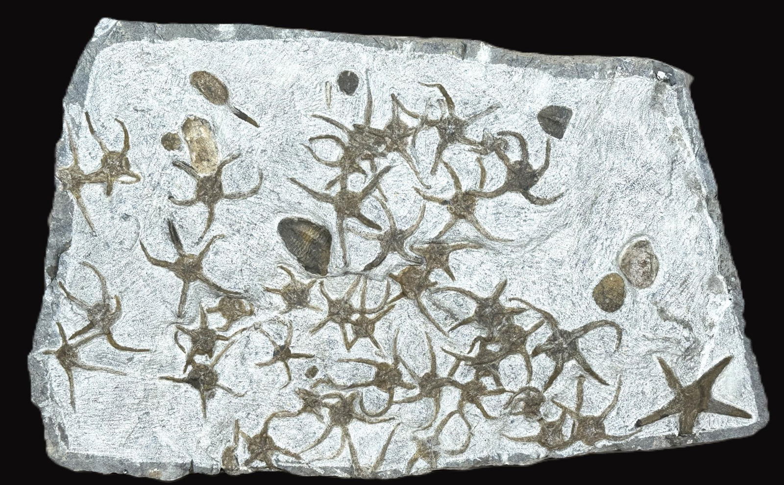 EXTRA LARGE STARFISH FOSSIL SPECIMAN  APPROX 40 (1 of 5)