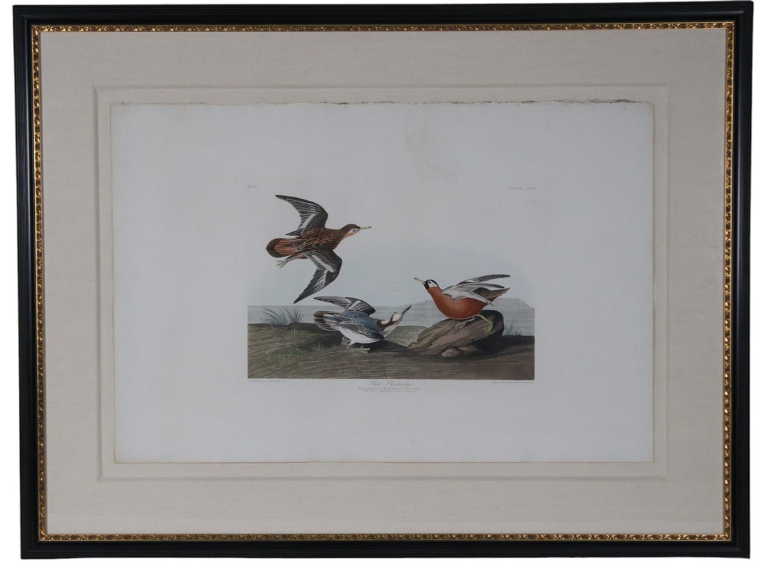 RED PHALAROPE AUDUBON ENGRAVING (1 of 5)