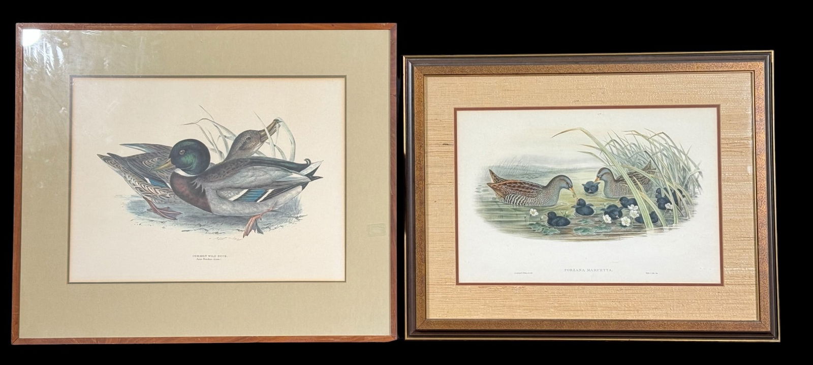 SPOTTED CRAKE AND MALLARD HAND COLORED LITHOS (1 of 3)