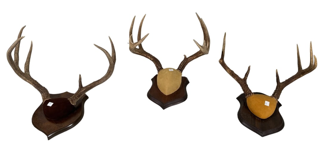 LOT OF THREE SMALL DEER ANTLER TAXIDERMY. (1 of 4)