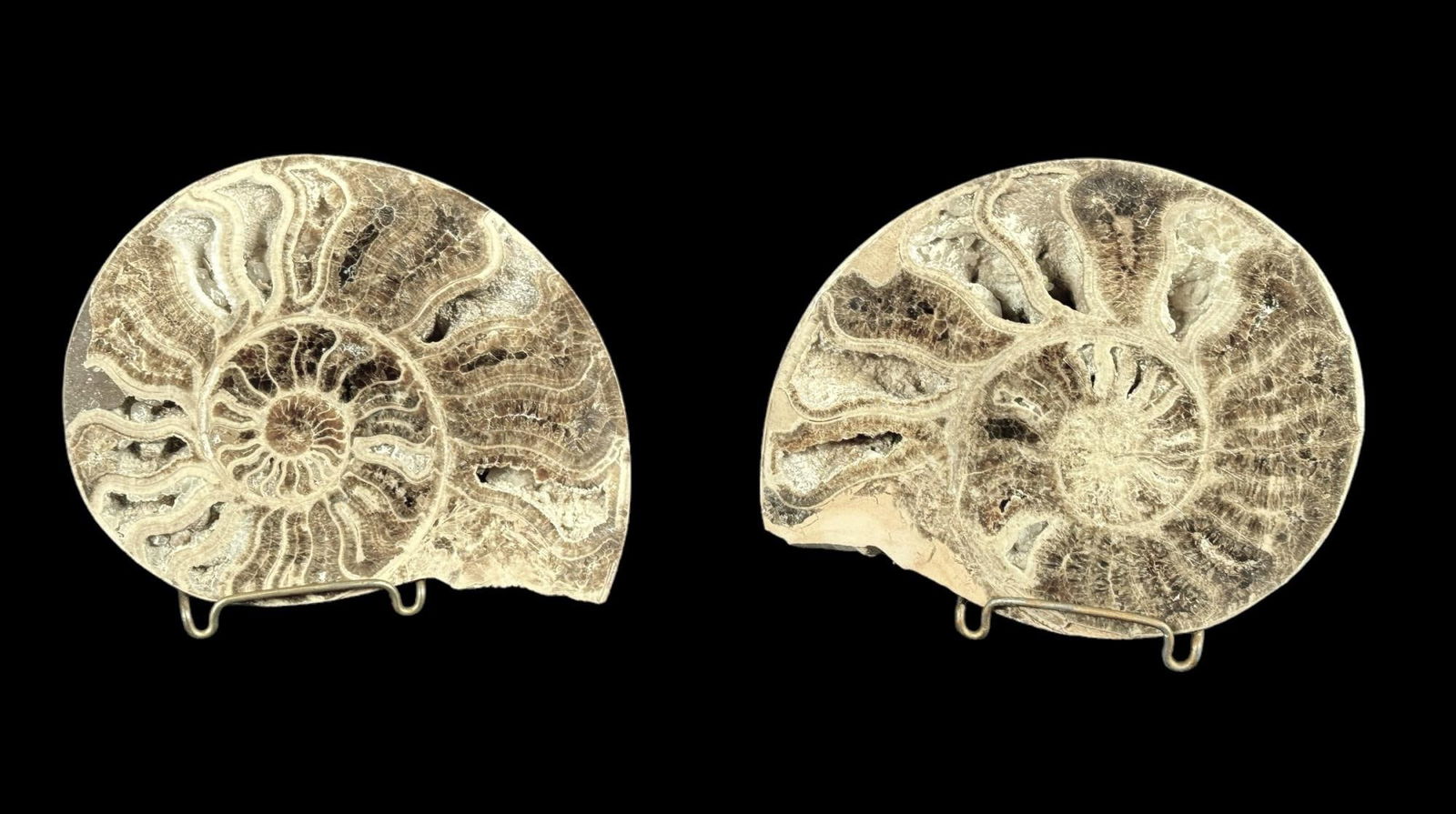 POLISHED AMONNITE HALVES FOSSIL (1 of 1)