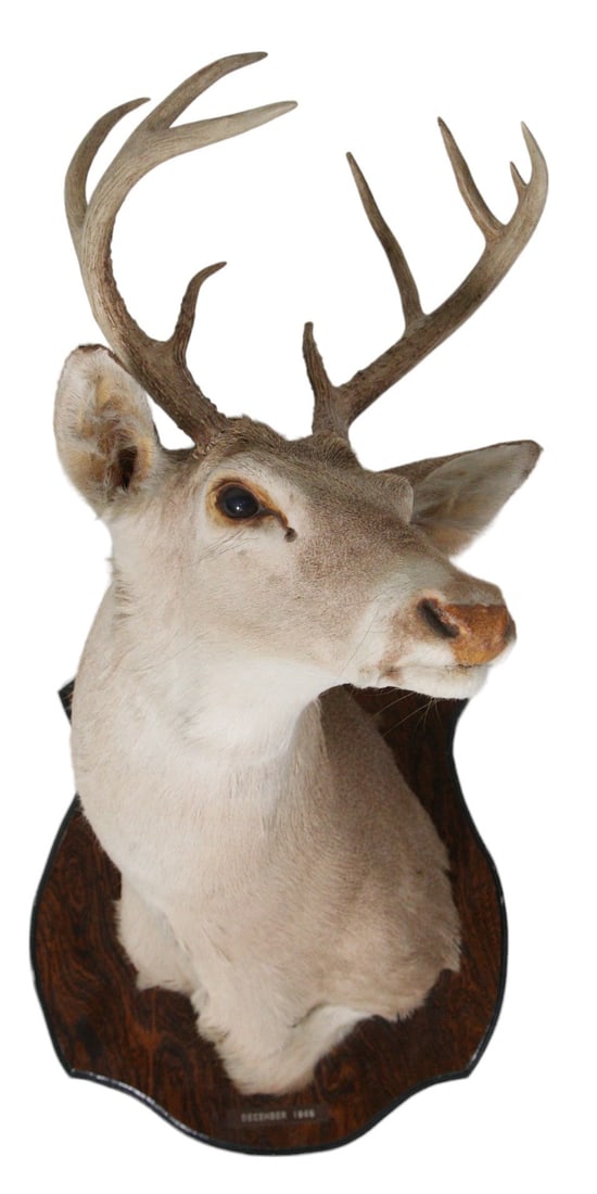 SHOULDER MOUNT DEER TAXIDERMY (1 of 4)