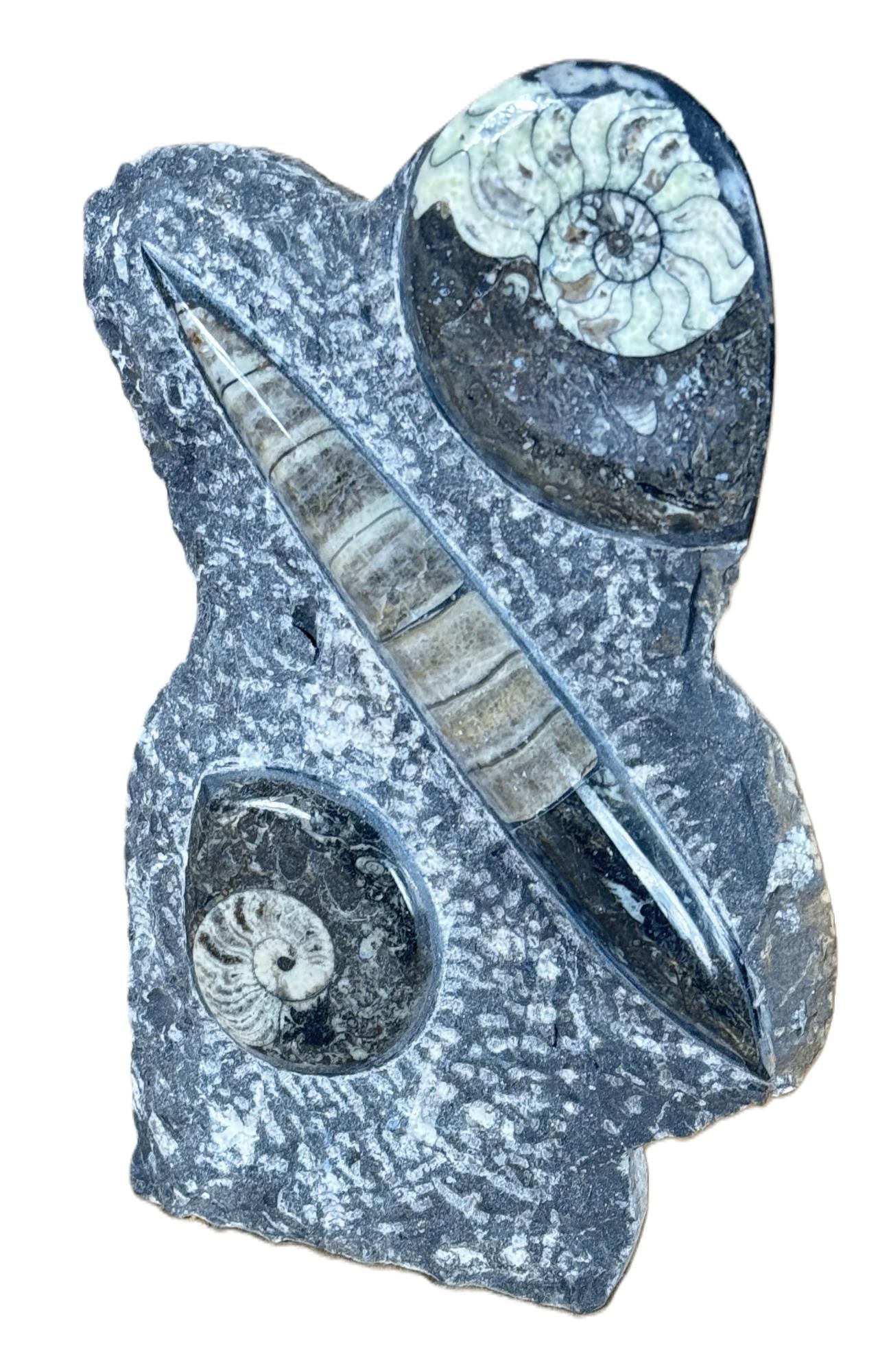 POLISHED ORTHOCERAS/AMMONITE FOSSIL SPECIMAN: POLISHED ORTHOCERAS/AMMONITE FOSSIL SPECIMAN. Height: 11 in. by Width: 8