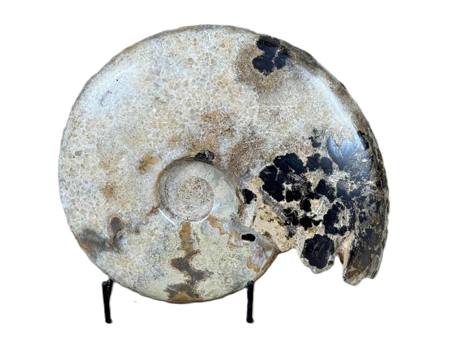 POLISHED AMMONITE FOSSIL (1 of 2)
