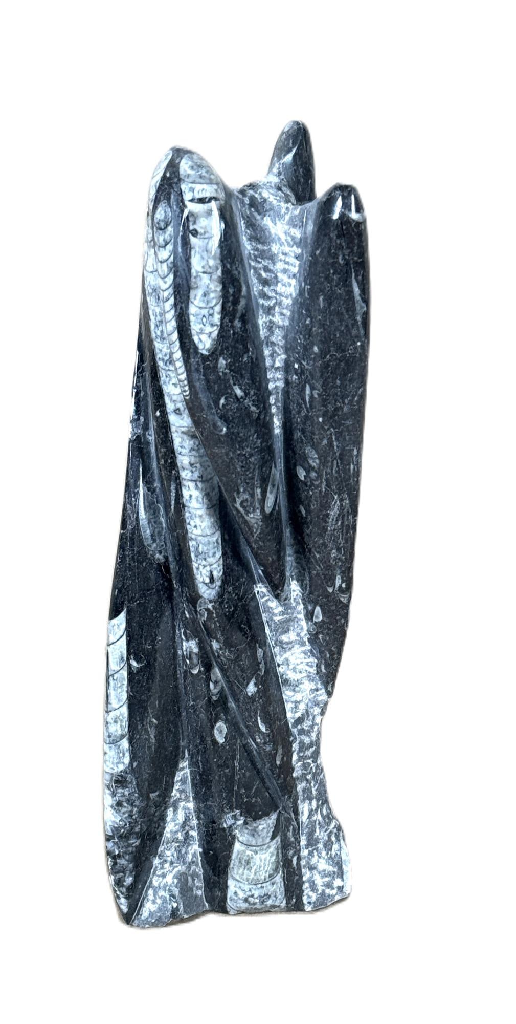 ORTHOCERAS TOWER (1 of 1)