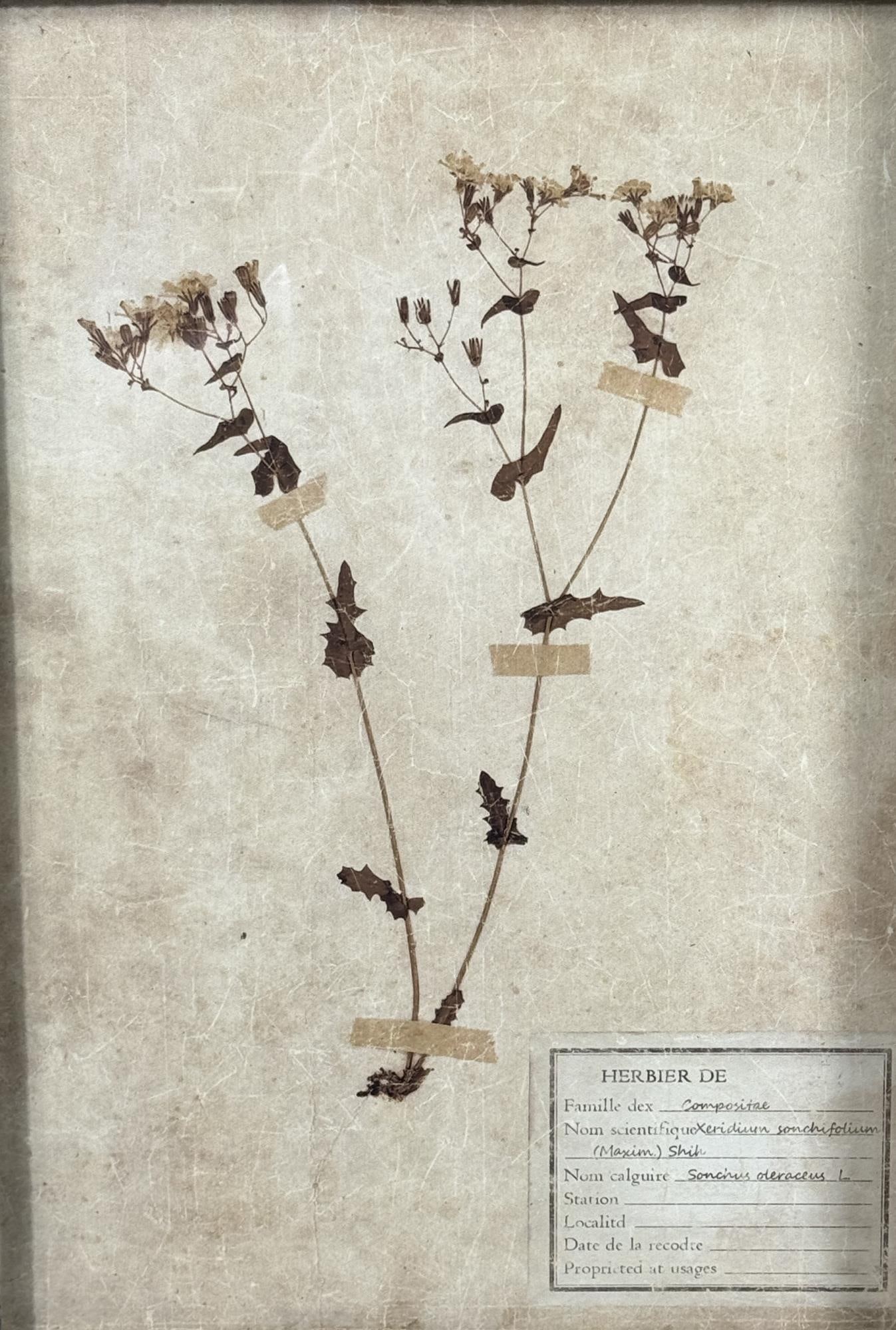 PR OF BOTANICALS IN PAINTED FRAMES: PR OF BOTANICALS IN PAINTED FRAMES