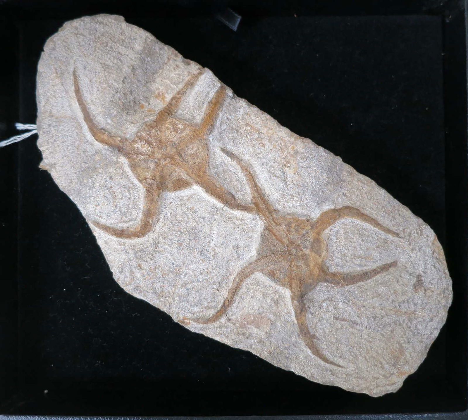 STARFISH FOSSIL: STARFISH FOSSIL Height: 4 in. by Width: 8