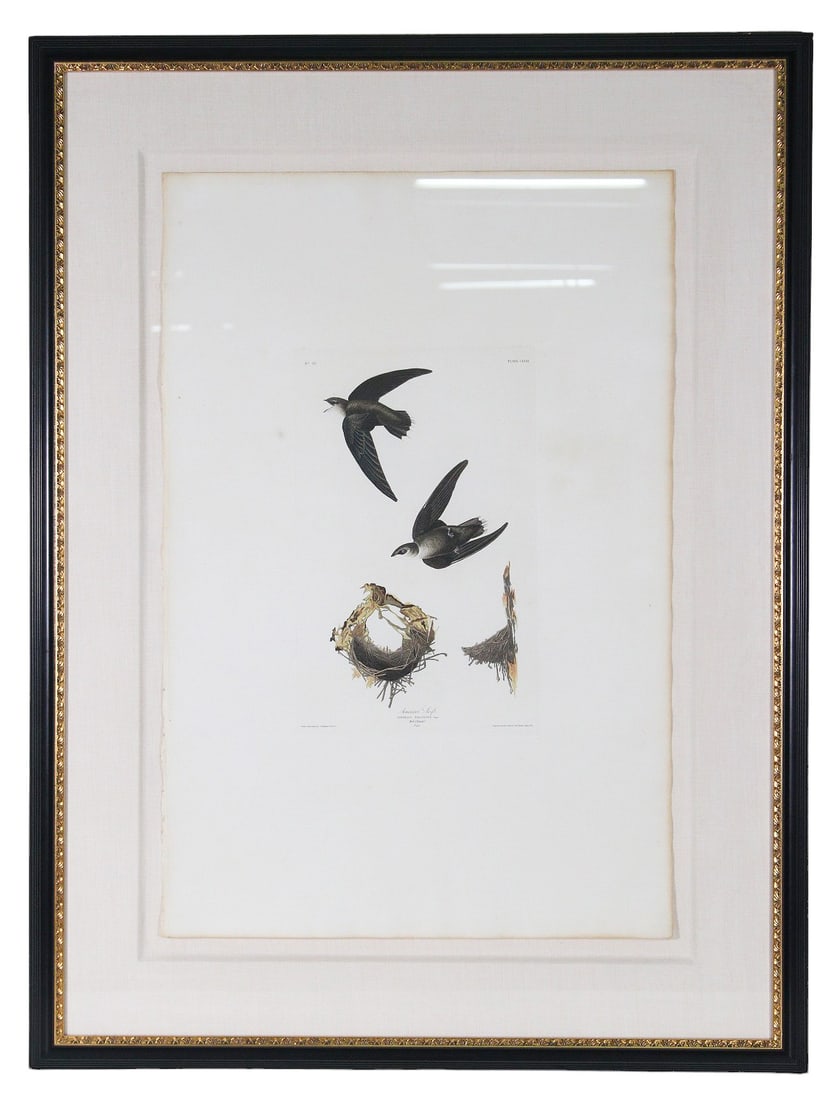 AMERICAN SWIFT AUDUBON ENGRAVING: AMERICAN SWIFT AUDUBON ENGRAVING. Height: 40 in. by Width: 52.5 in. by Depth: 1.5 in.