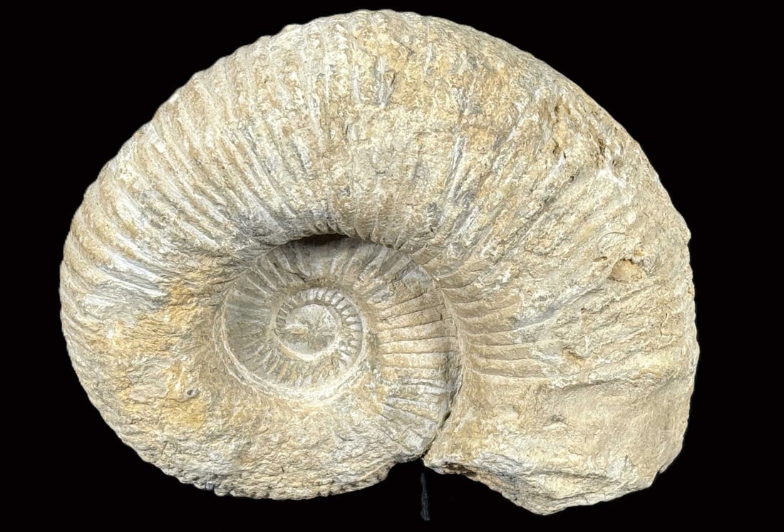 LARGE UNPOLISHED AMMONITE FOSSIL: LARGE UNPOLISHED AMMONITE FOSSIL Height: 9 in. by Width: 8