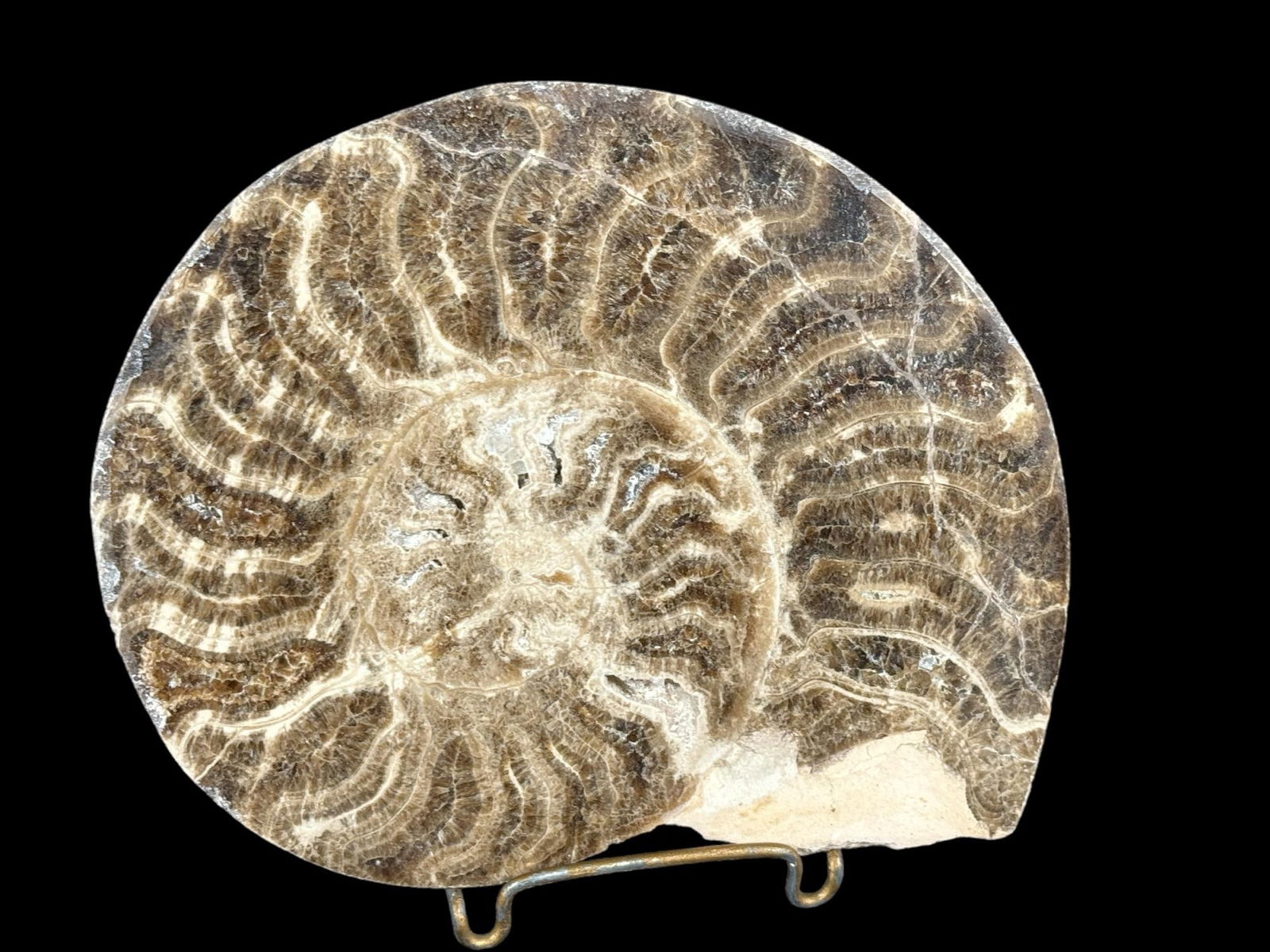 POLISHED AMONNITE HALVES FOSSIL: POLISHED AMONNITE HALVES FOSSIL Height: 6 in. by Width: 5