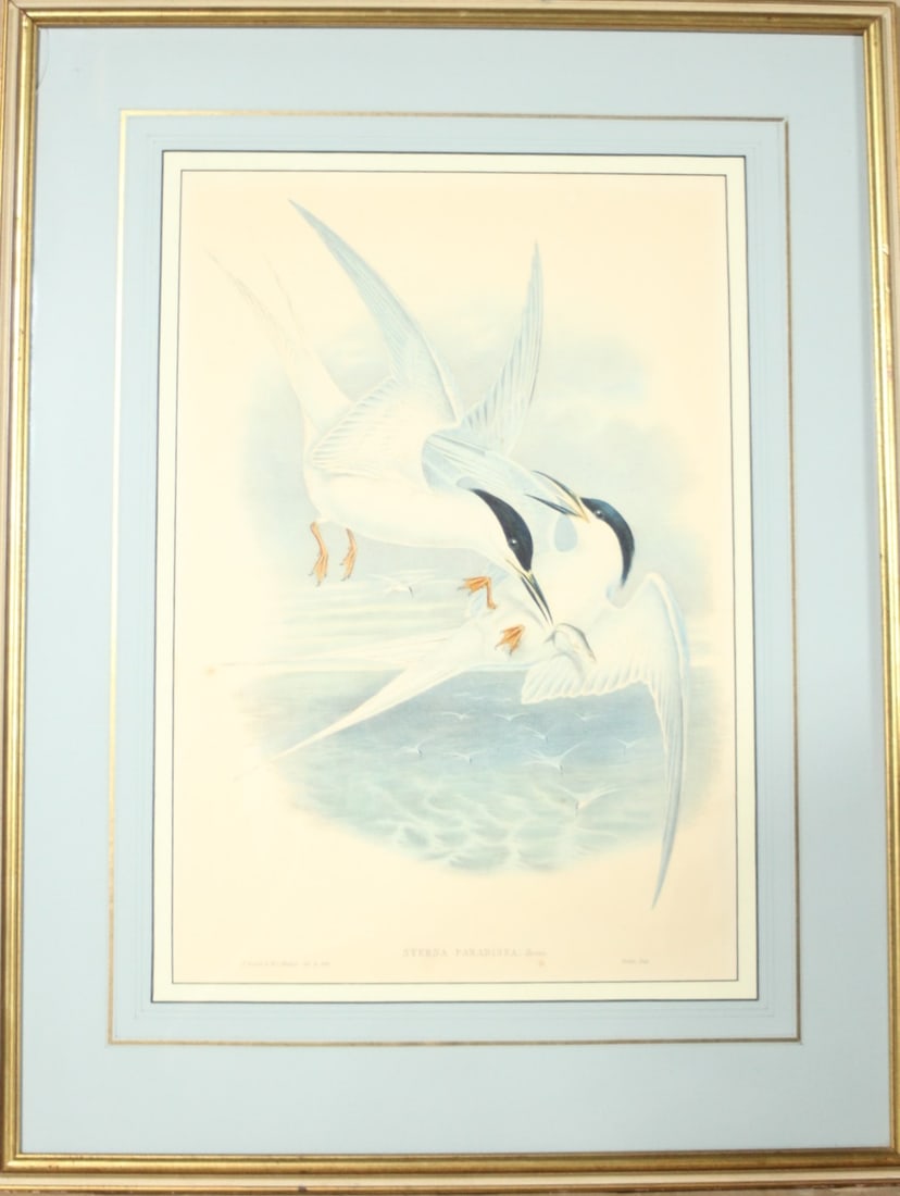 HAND COLORED LITHOGRAPH OF BIRDS BY JOHN GOULD (1 of 2)