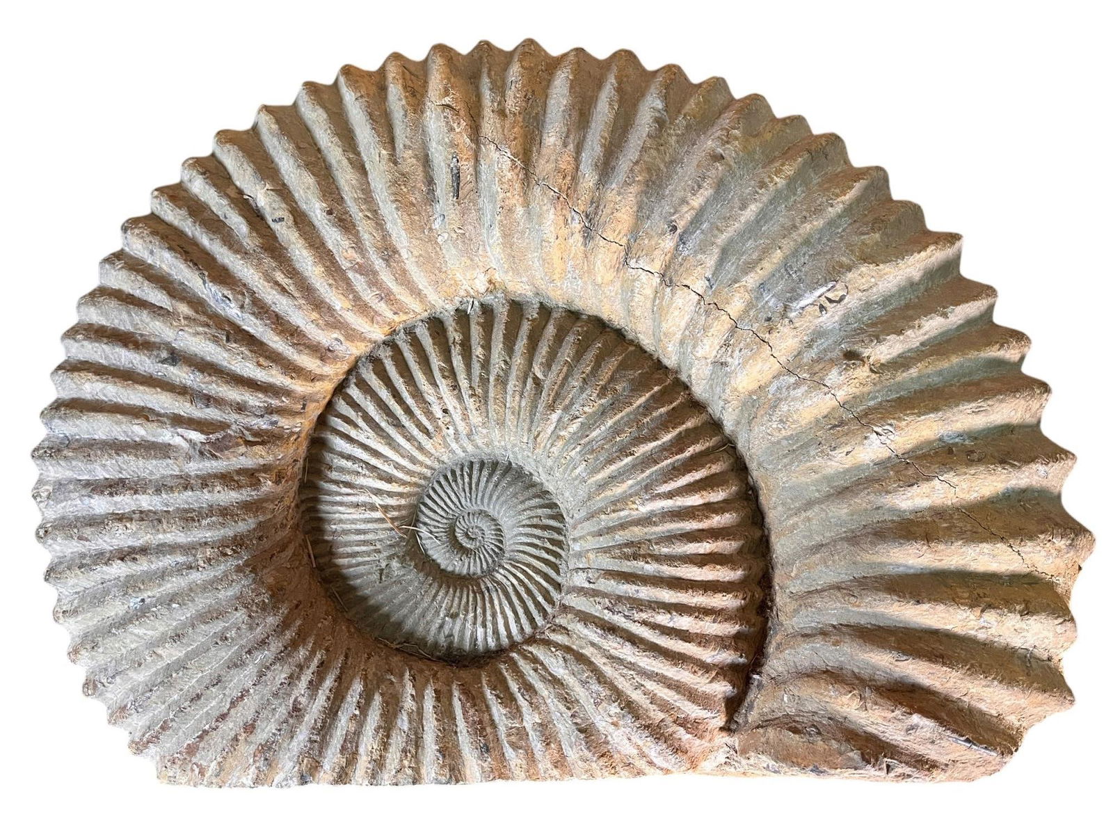 LARGE AMMONITE FOSSIL (1 of 4)