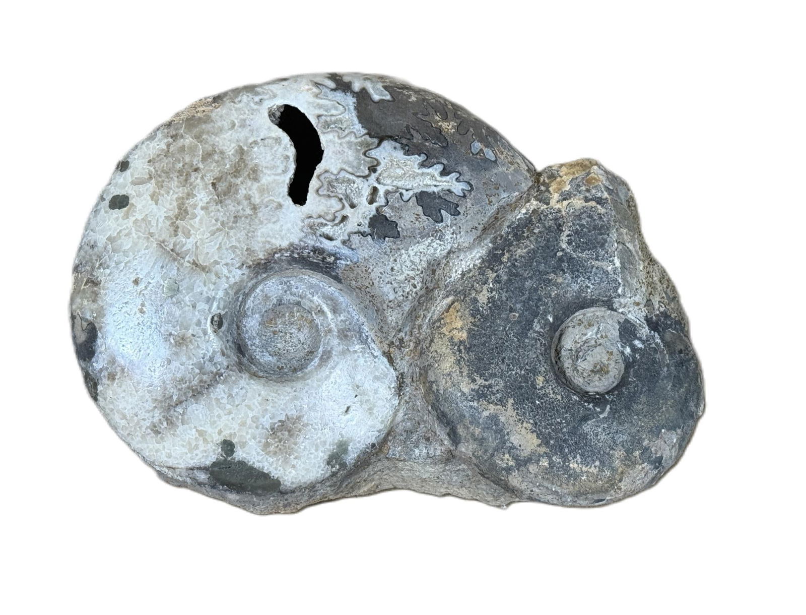 DOUBLE AMMONITE FOSSIL: DOUBLE AMMONITE FOSSIL Height: 5 in. by Width: 7