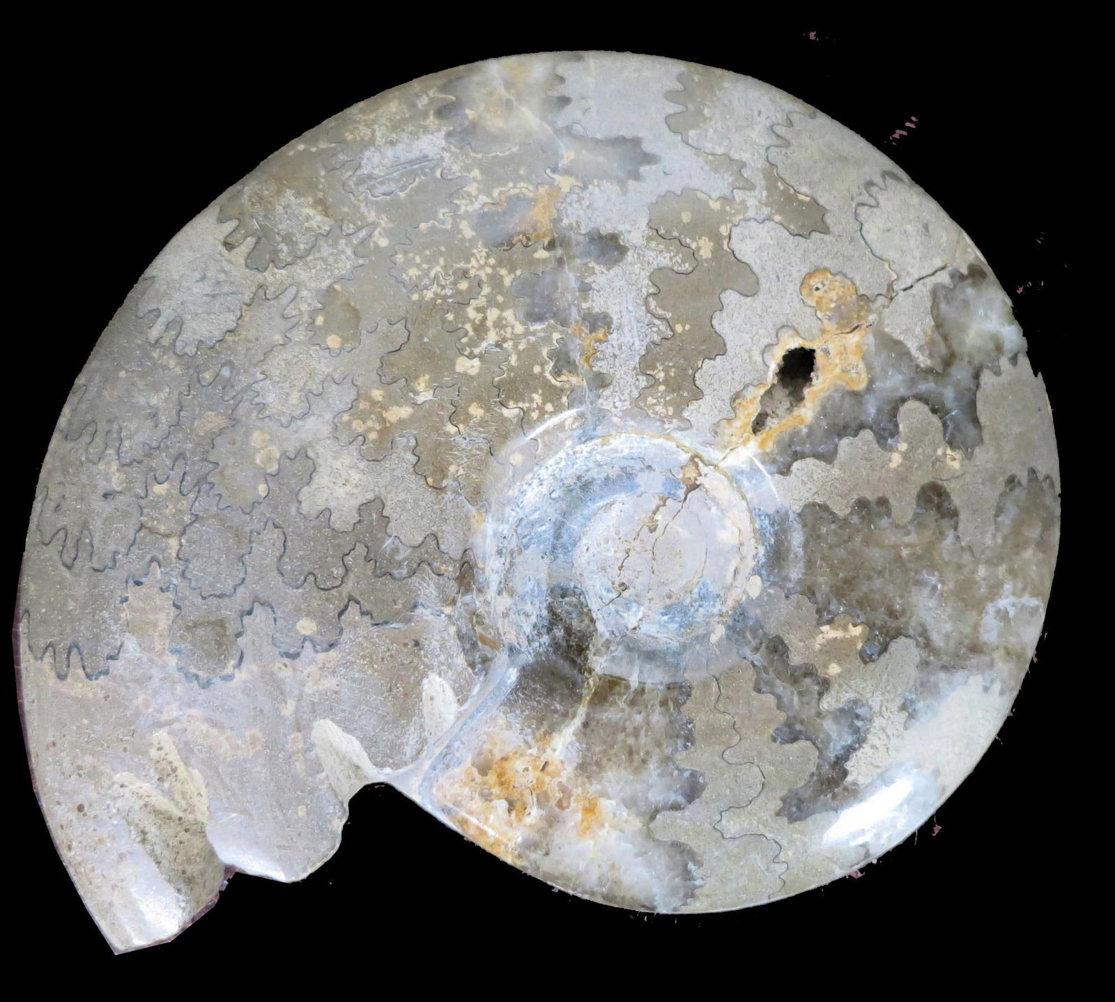 POLISHED AMMONITE FOSSIL SPECIMEN (1 of 4)