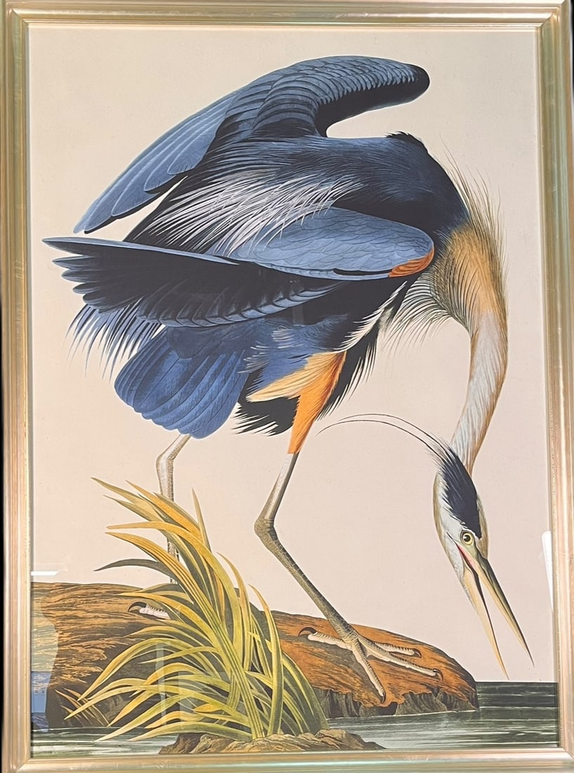 AUDUBON BLUE HERON FRAMED PRINT (1 of 2)
