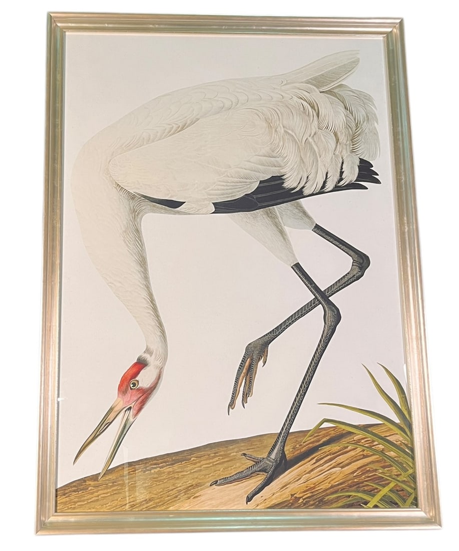 AUDOBON WHOOPING CRANE PRINT FRAMED (1 of 2)