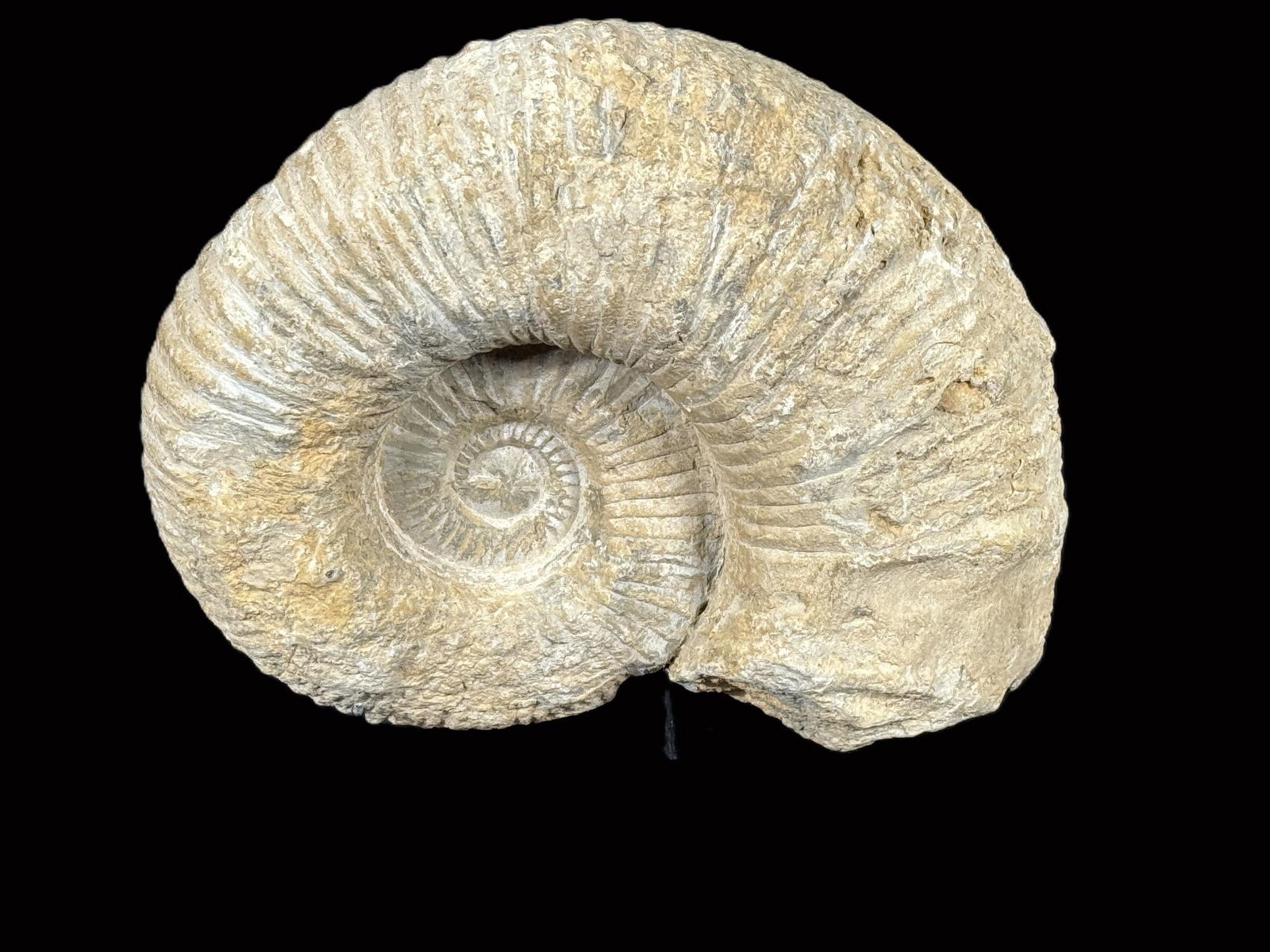 LARGE UNPOLISHED AMMONITE FOSSIL: LARGE UNPOLISHED AMMONITE FOSSIL. Height: 10 in. by Width: 9 in.