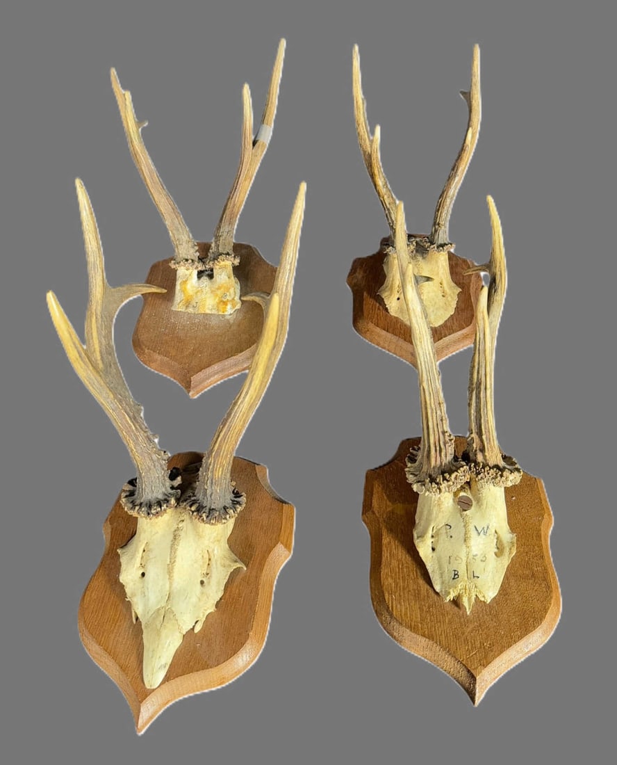 SET OF 4 ROSE DEER ANTLERS: SET OF 4 ROSE DEER ANTLERS. ( THERE ARE 16, SOLD IN SETS OF 4, FIRST COME FIRST SERVE, ALL ARE IN GOOD CONDITION AND VERY SIMILAR) Height: 13