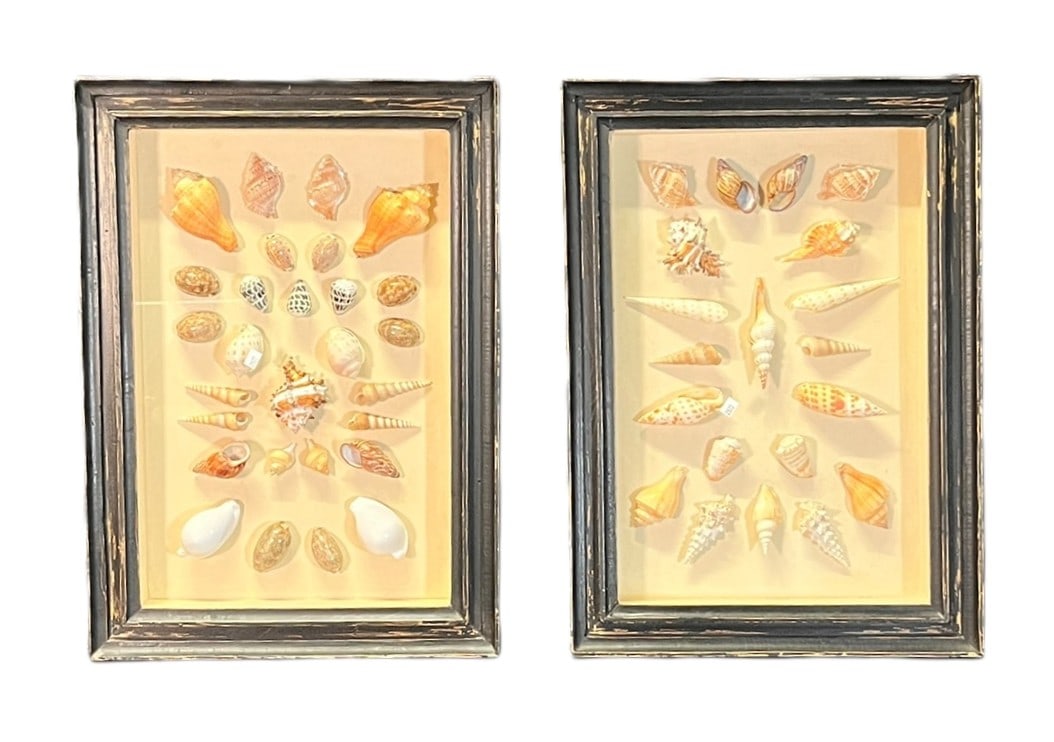 SET OF TWO FRAMED SEASHELL COLLECTIONS (1 of 4)