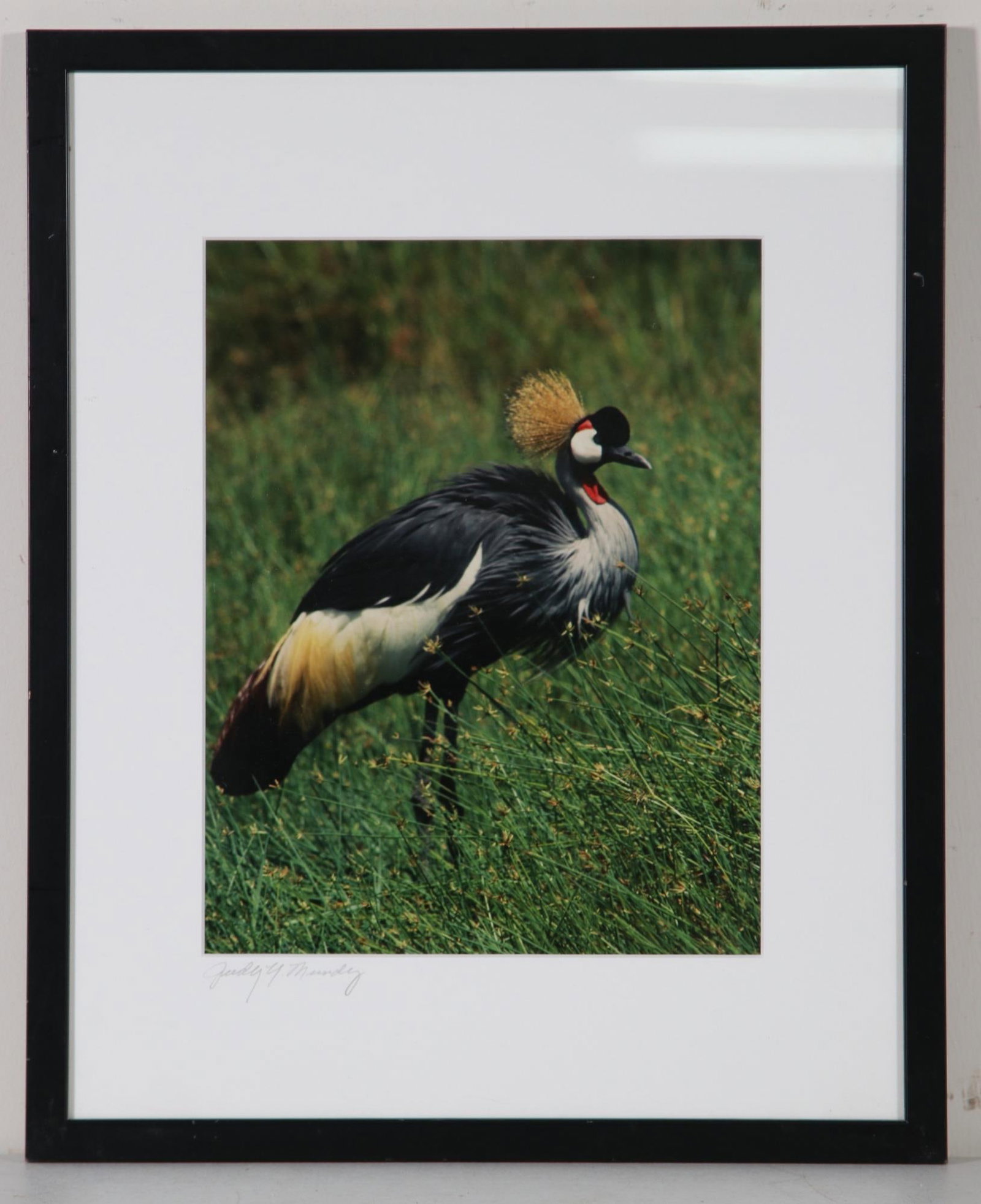 JUDY YOUENS AFRICAN CROWNED CRANE PHOTOGRAPH Height: 21.5 in. by Width: 17.5 in. by Depth: .5 in.: JUDY YOUENS AFRICAN CROWNED CRANE PHOTOGRAPH Height: 21.5 in. by Width: 17.5 in. by Depth: .5 in.