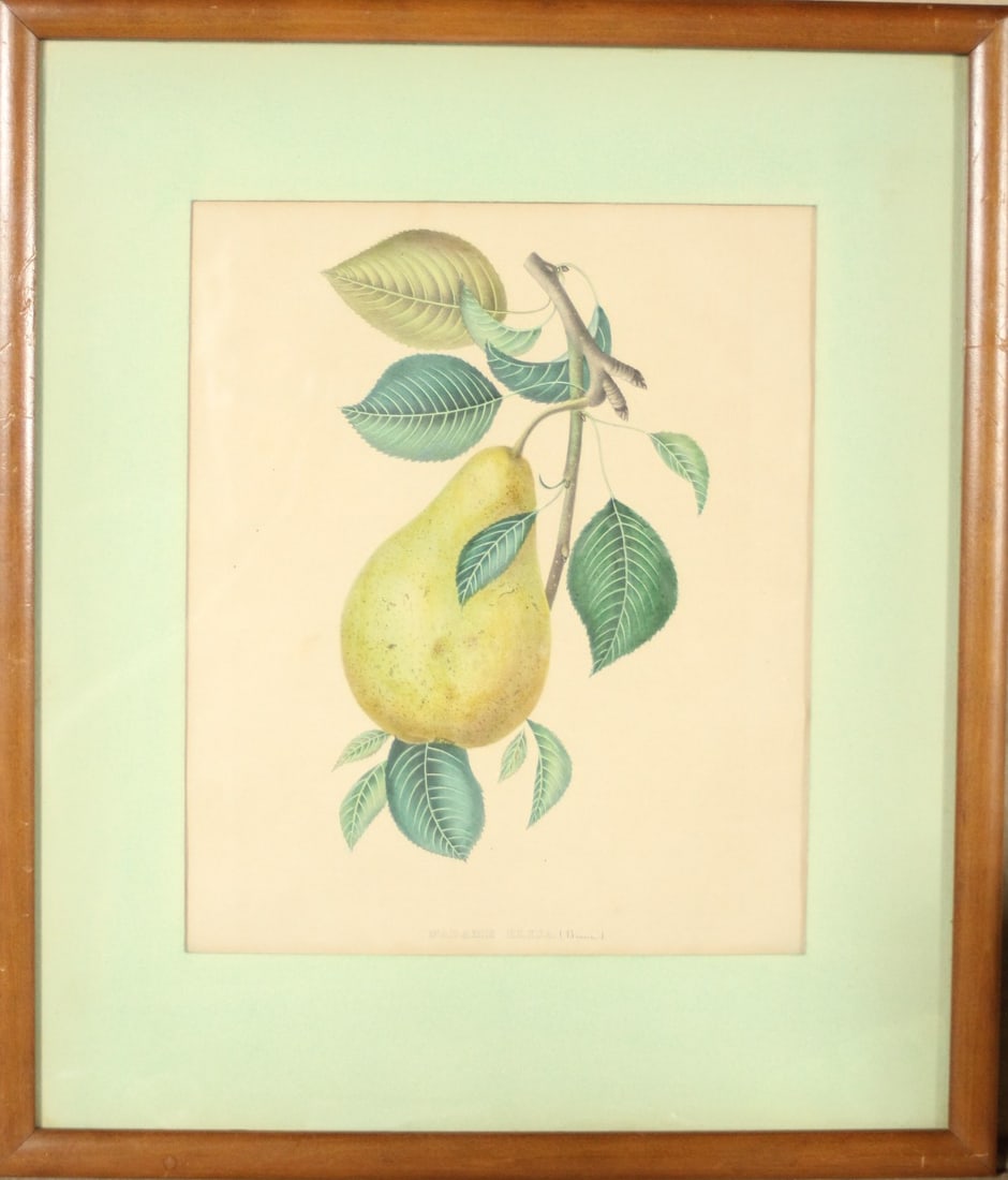 PRINCE ALBERT BOTANICAL Height: 18 1/2 in. by Width: 15 1/2: PRINCE ALBERT BOTANICAL Height: 18 1/2 in. by Width: 15 1/2