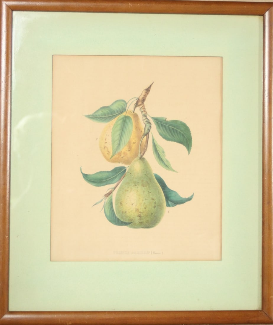 PRINCE ALBERT BOTANICAL Height: 18 1/2 in. by Width: 15 1/2: PRINCE ALBERT BOTANICAL Height: 18 1/2 in. by Width: 15 1/2