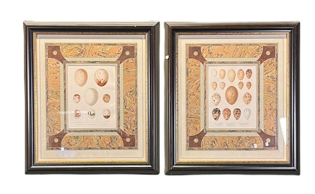 PAIR OF EGG PRINTS FRAMED Height: 27 in. by Width: 24 in.: PAIR OF EGG PRINTS FRAMED Height: 27 in. by Width: 24 in.