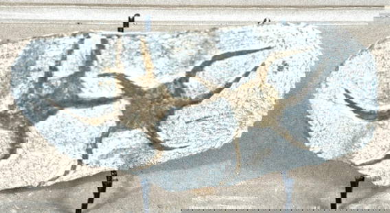 STARFISH FOSSIL: STARFISH FOSSIL. Height: 1.25 in. by Width: 7 in. by Depth: 4.90 in.