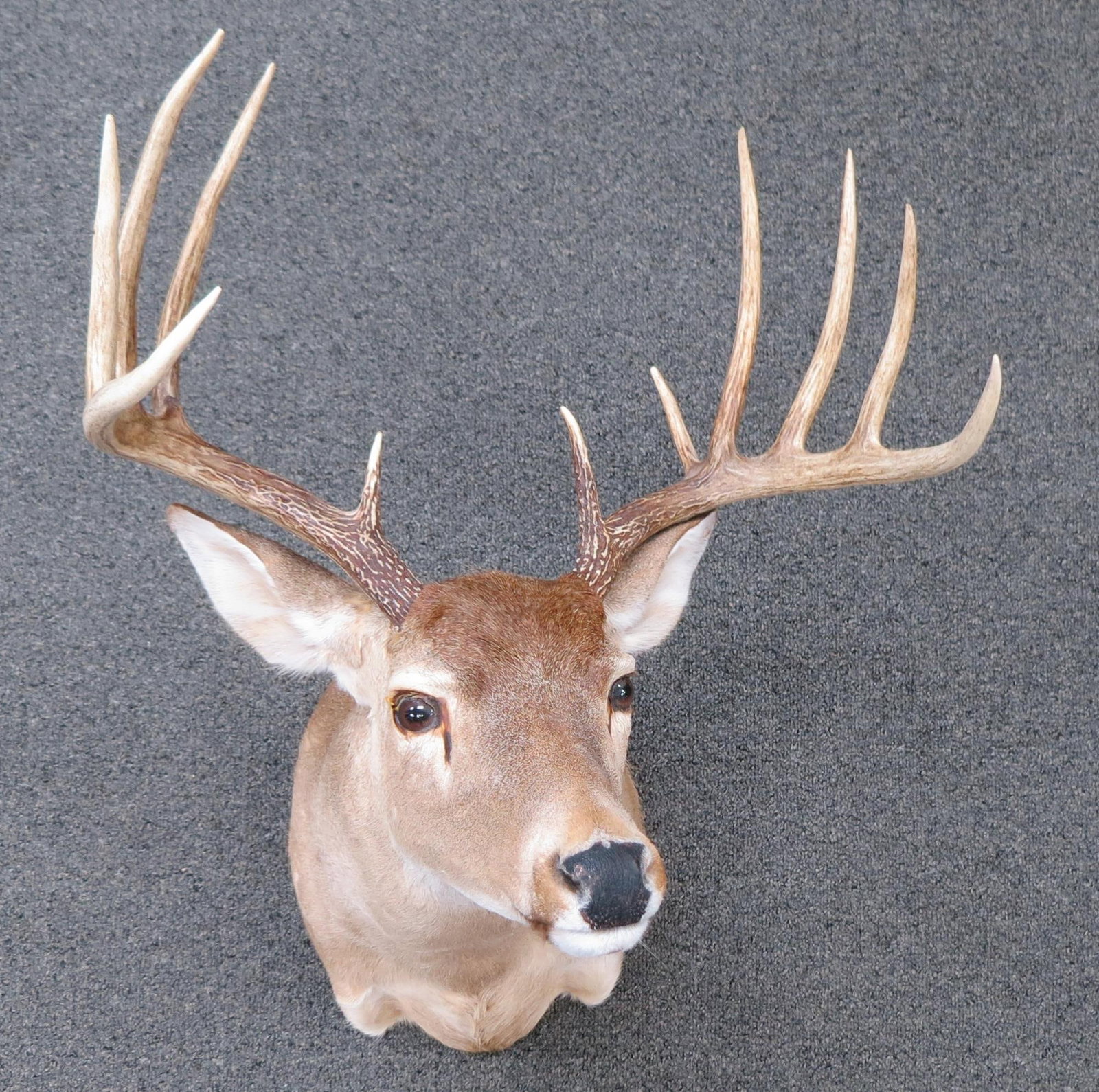 TAXIDERMY MOUNT OF WHITE-TAILED DEER: TAXIDERMY MOUNT OF WHITE-TAILED DEER (ODOCOILEUS VIGINIANUS". Height: 28 in. by Width: 19 in. by Depth: 28 in.