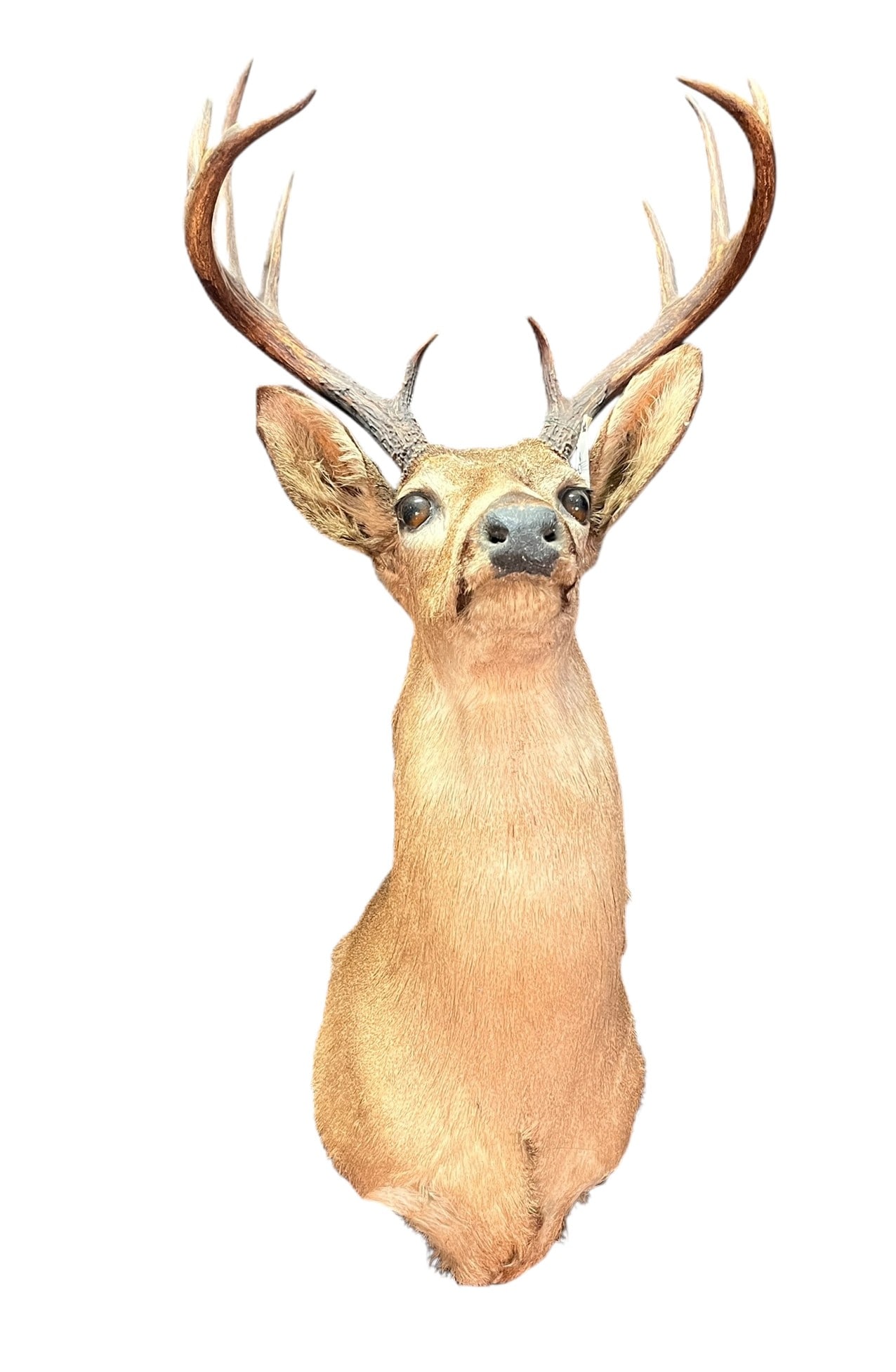 11pt WHITETAIL DEER SHOULDER MOUNT: 11pt WHITETAIL DEER SHOULDER MOUNT WS306 Height: 28 in. by Width: 19 in. by Depth: 24 in.