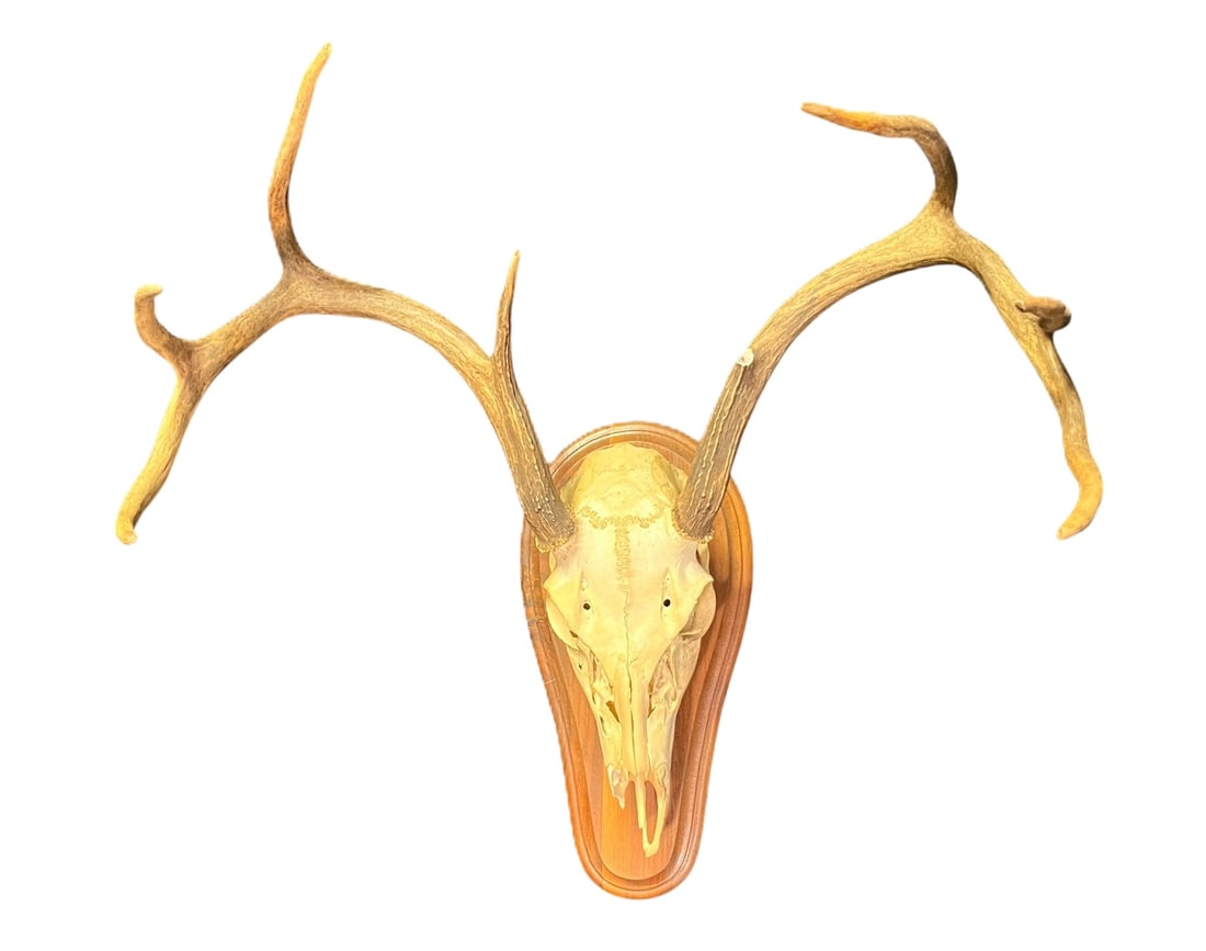 WHITE TAIL SKULL ON PLAQUE: WHITE TAIL SKULL ON PLAQUE WS307 Height: 22 in. by Width: 18 in. by Depth: 11 in.