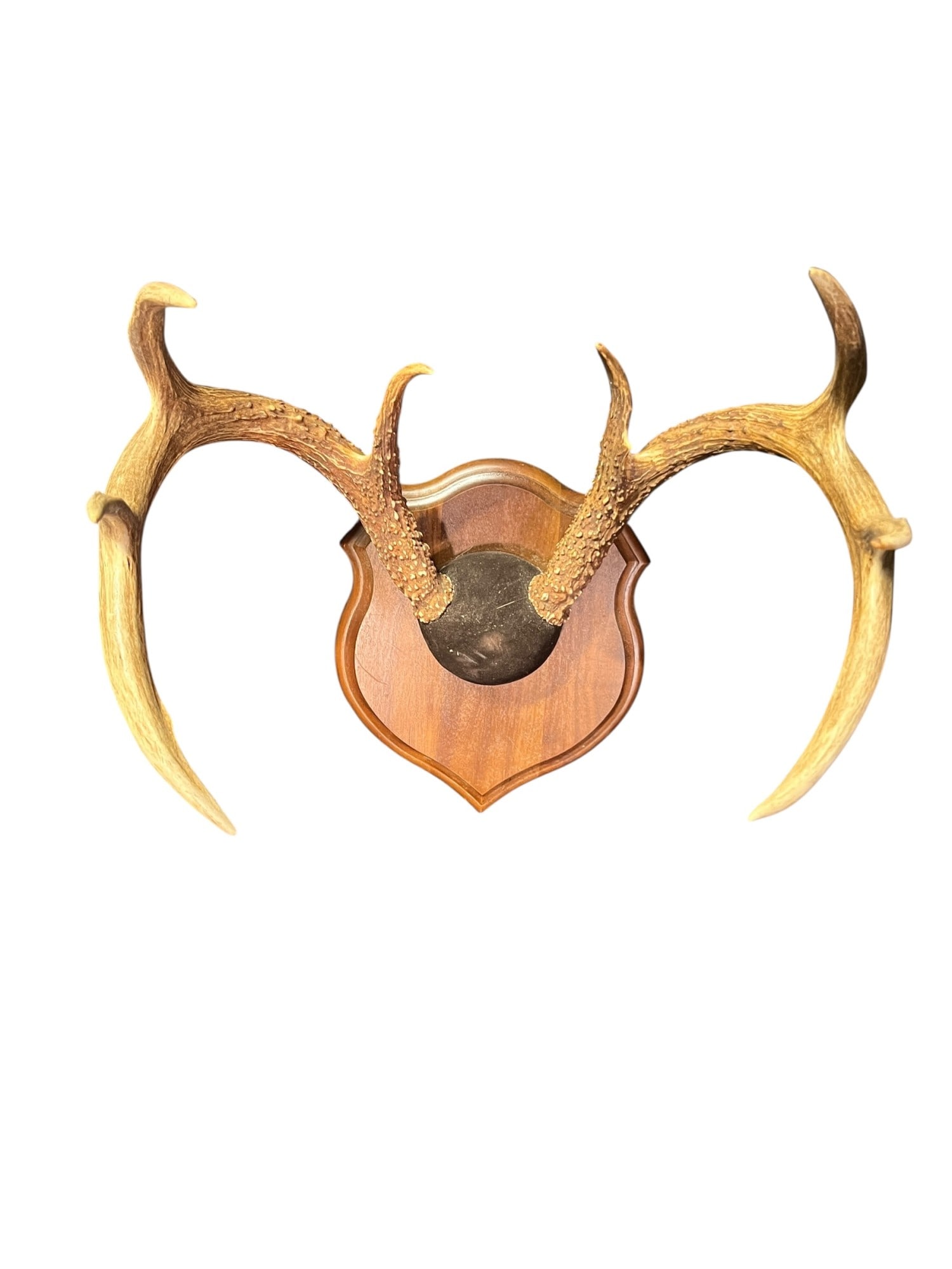 WHITE TAIL ANTLERS ON PLAQUE: WHITE TAIL ANTELERS ON PLAQUE WS307 Height: 15 in. by Width: 18 in. by Depth: 12.5 in.