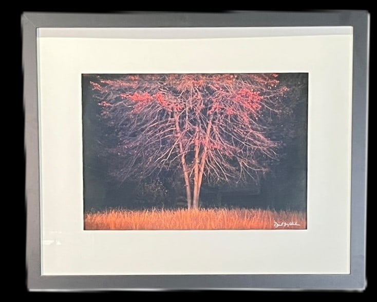 "TREE AT SUNSET" CIBRACHROME PRINT BY DAVID WILSON: "TREE AT SUNSET" CIBRACHROME PRINT BY DAVID WILSON Height: 29 in. by Width: 35.5 in.