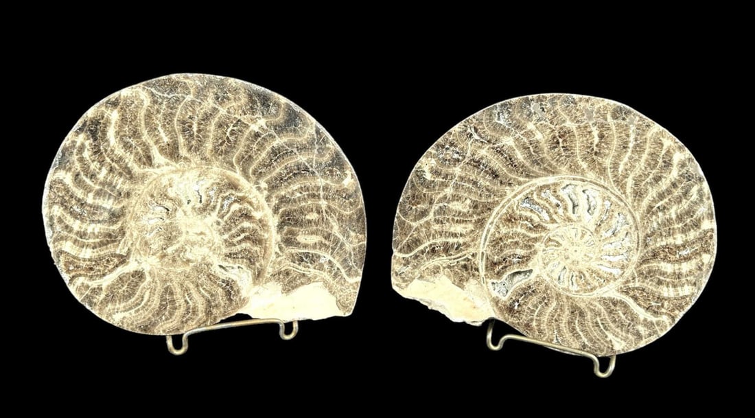 POLISHED AMONNITE HALVES FOSSIL: POLISHED AMONNITE HALVES FOSSIL. Height: 7 in. by Width: 6 in.