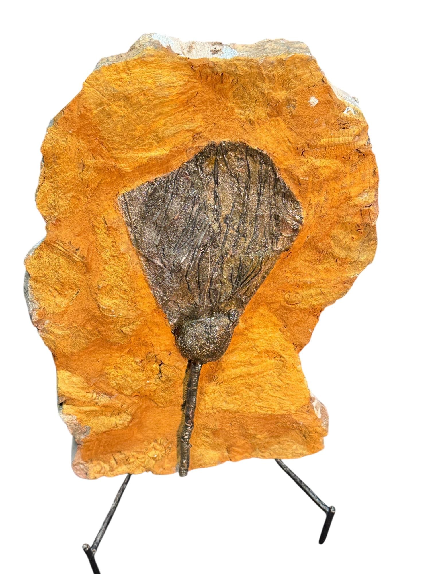 ORIGINAL FOSSIL PLATE OF SCYPHOCRINITES ELEGANS DI: ORIGINAL FOSSIL PLATE OF SCYPHOCRINITES ELEGANS DIVONIAN Height: 17