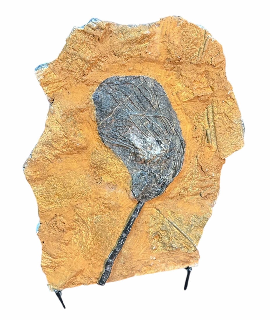 ORIGINAL FOSSIL PLATE OF SCYPHOCRINITES ELEGANS DI: ORIGINAL FOSSIL PLATE OF SCYPHOCRINITES ELEGANS DIVONIAN Height: 17